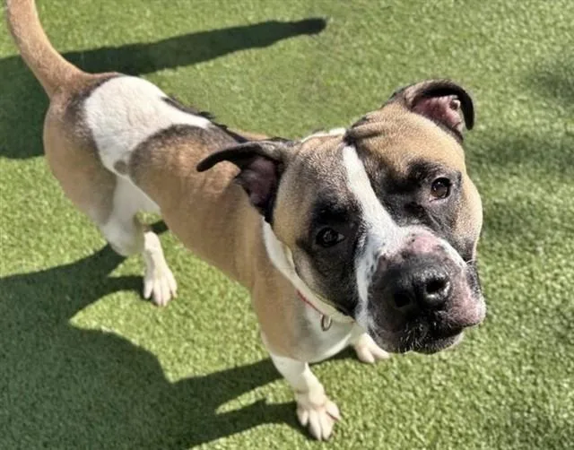 A young medium-sized male Pit Bull Terrier dog named Bruno for adoption in Saint Louis, MO