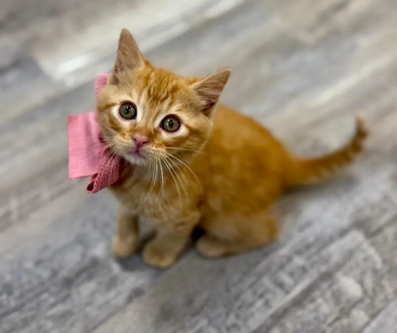 Ginger Honey thumbnail 2