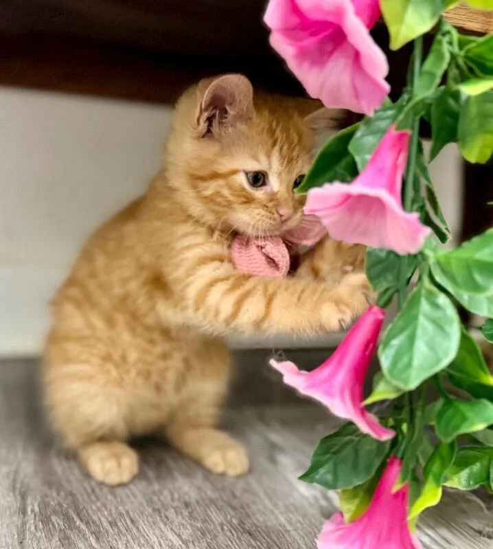 Ginger Honey thumbnail 3