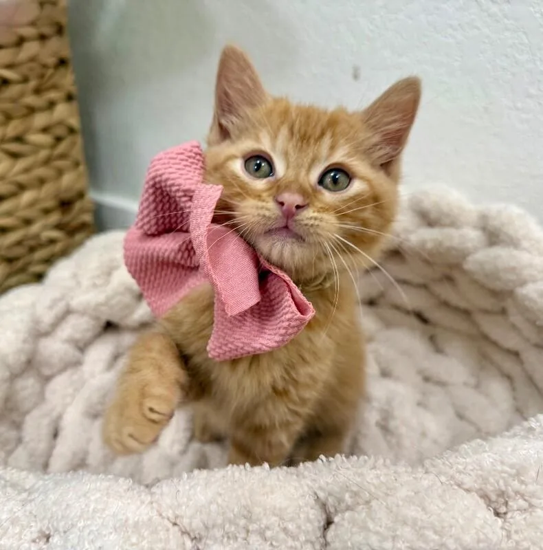 Ginger Honey thumbnail 4
