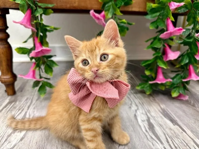 Ginger Honey thumbnail 5