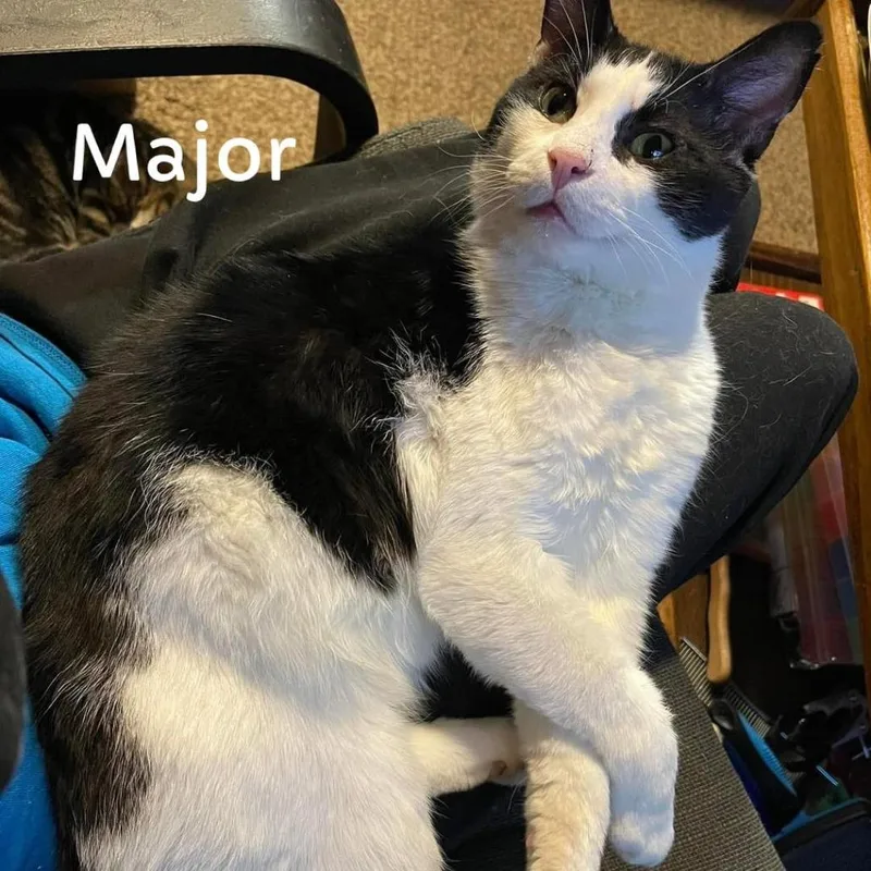Major