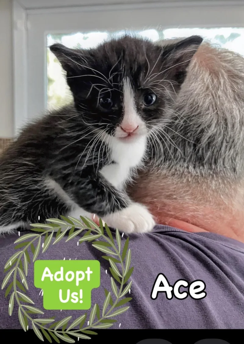 A baby small-sized male Black & White / Tuxedo Domestic Short Hair cat named Ace for adoption in Syosset, NY