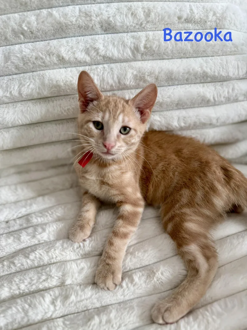 A baby small-sized male Domestic Medium Hair cat named Bazooka for adoption in Lacona, NY