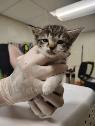 A baby small-sized male Domestic Short Hair cat named Don Mochino for adoption in Clarks Summit, PA