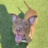 An adult medium-sized female Red / Chestnut / Orange Pit Bull Terrier dog named Hazel for adoption in Hilliard, OH