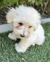 A baby small-sized female Maltese dog named Opal for adoption in Corona, CA