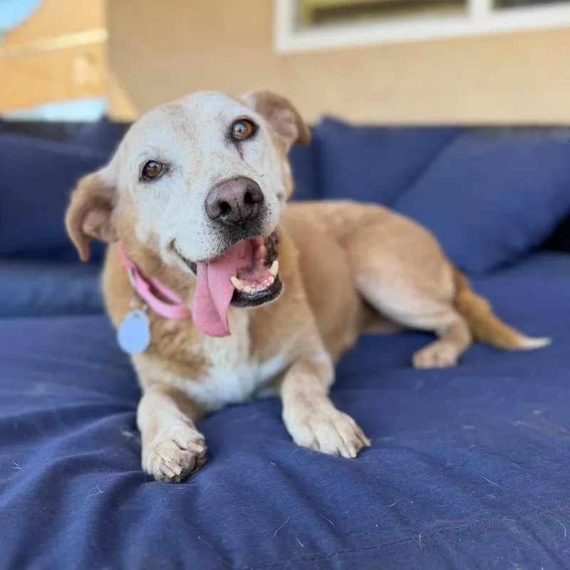 A senior medium-sized female Brown / Chocolate Labrador Retriever dog named Brownie Blizzard for adoption in Ramona, CA