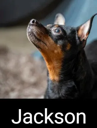 An adult small-sized male Miniature Pinscher dog named Jackson for adoption in Lafayette, CA