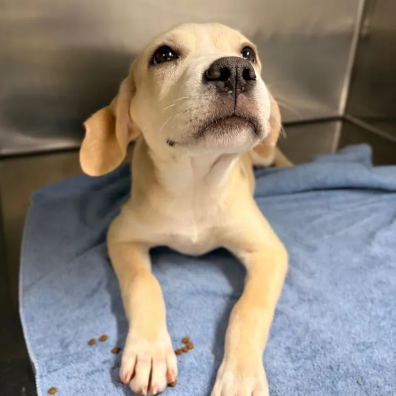 Snickers thumbnail 2