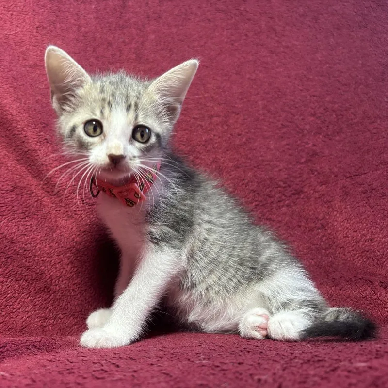 A baby small-sized female Brown / Chocolate Domestic Short Hair cat named Kira for adoption in Titusville, FL