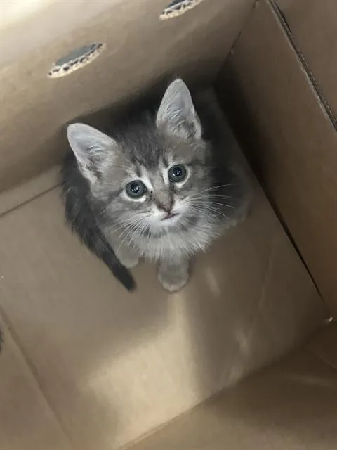 A baby medium-sized female Domestic Short Hair cat named Betty for adoption in Dallas, TX