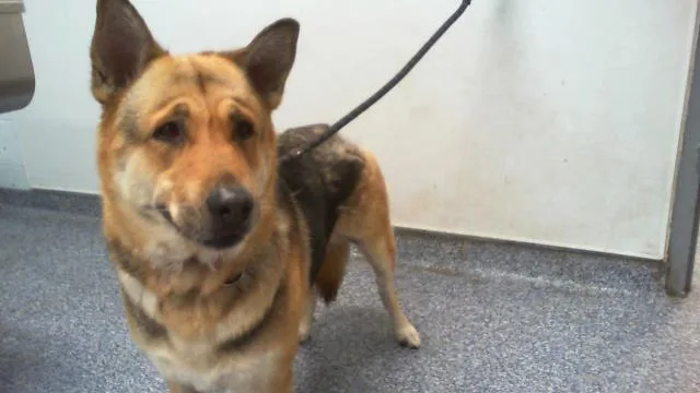 An adult large-sized female German Shepherd Dog dog named Poppy for adoption in Charlotte, NC