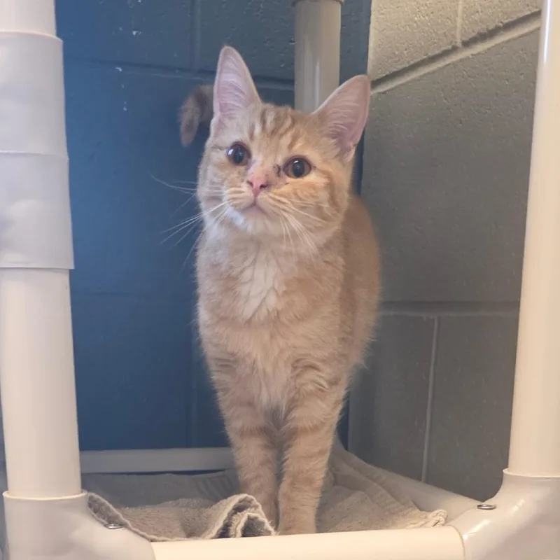 Marzipan thumbnail 2