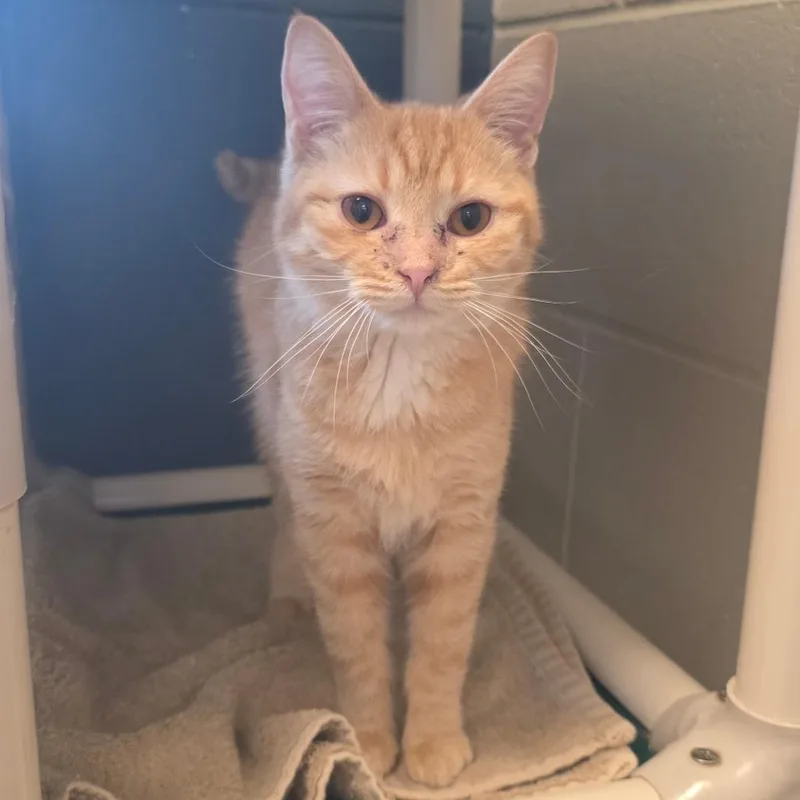 Marzipan thumbnail 3