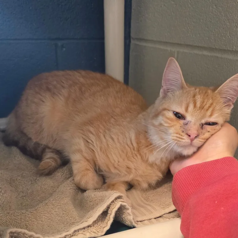 Marzipan thumbnail 4