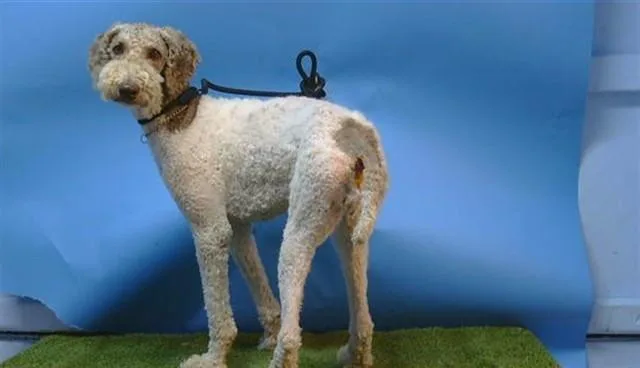 An adult medium-sized female Poodle dog named Fifi for adoption in Gardena, CA