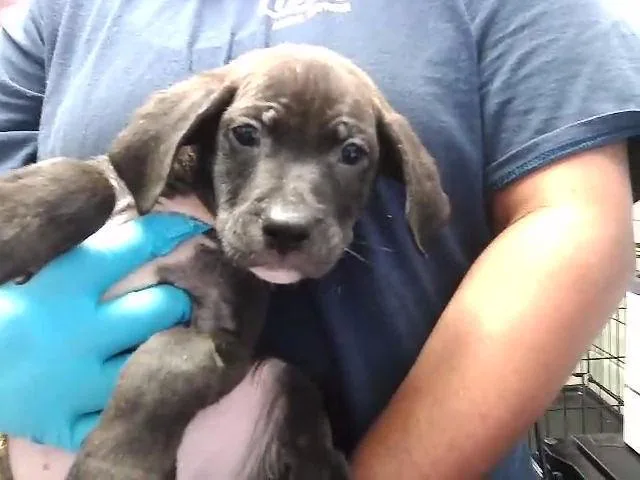 A baby small-sized male Pit Bull Terrier dog named Pickachu for adoption in Tulsa, OK