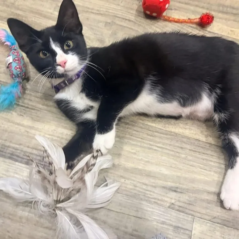 A baby medium-sized female Black & White / Tuxedo Domestic Short Hair cat named Serenity for adoption in Tampa, FL