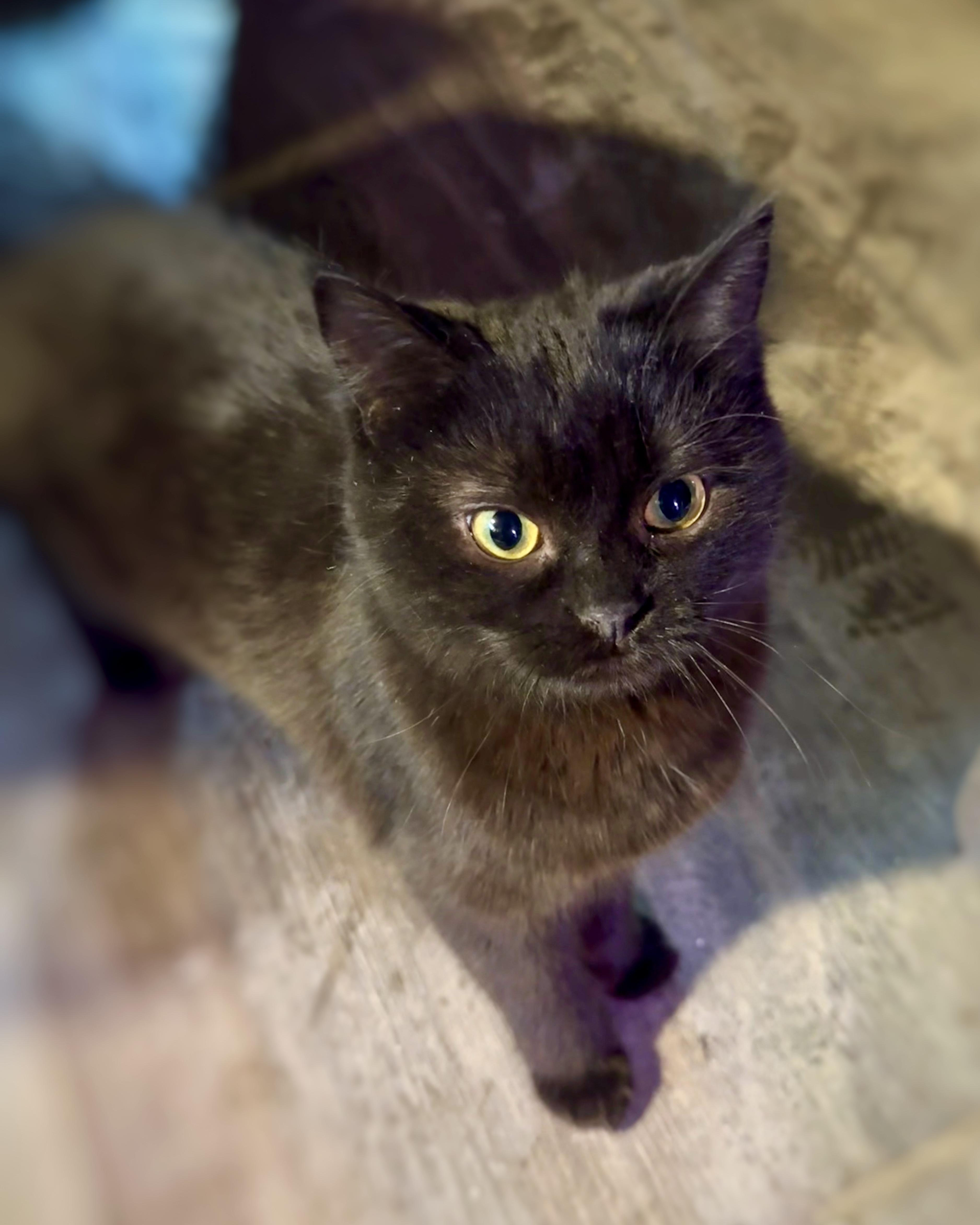 A young medium-sized female Black Domestic Long Hair cat named Char for adoption in Chicago, IL