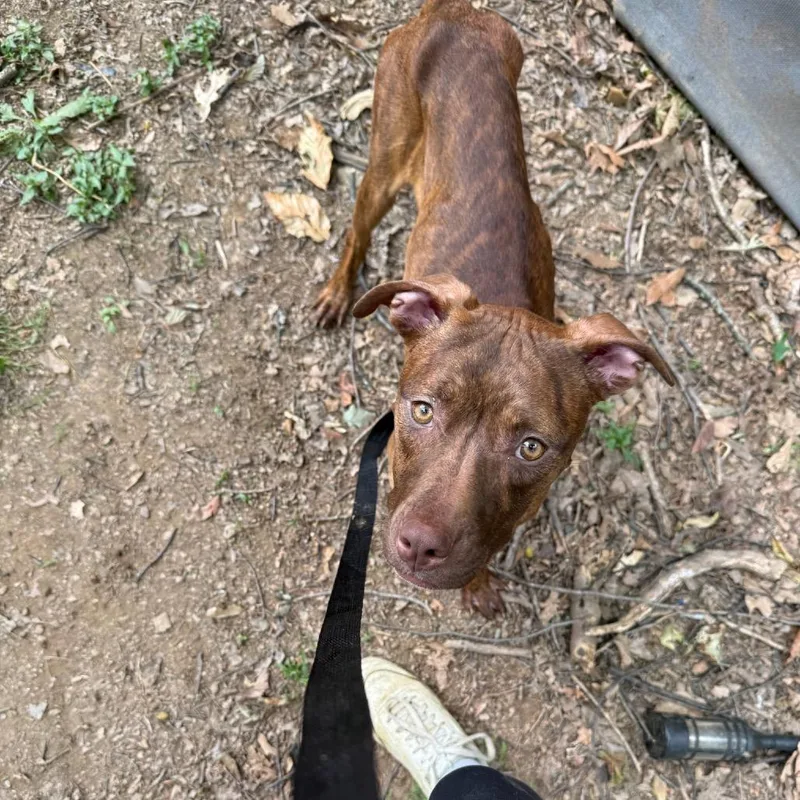 A young small-sized male Brown / Chocolate Pit Bull Terrier dog named Snoop for adoption in West Chester, PA