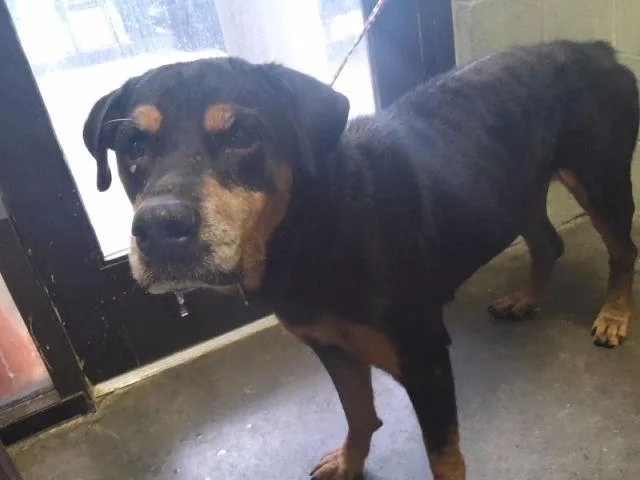 An adult large-sized female Rottweiler dog named Jozy for adoption in Tulsa, OK