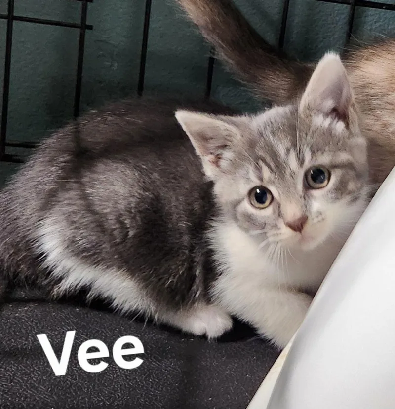 Vee