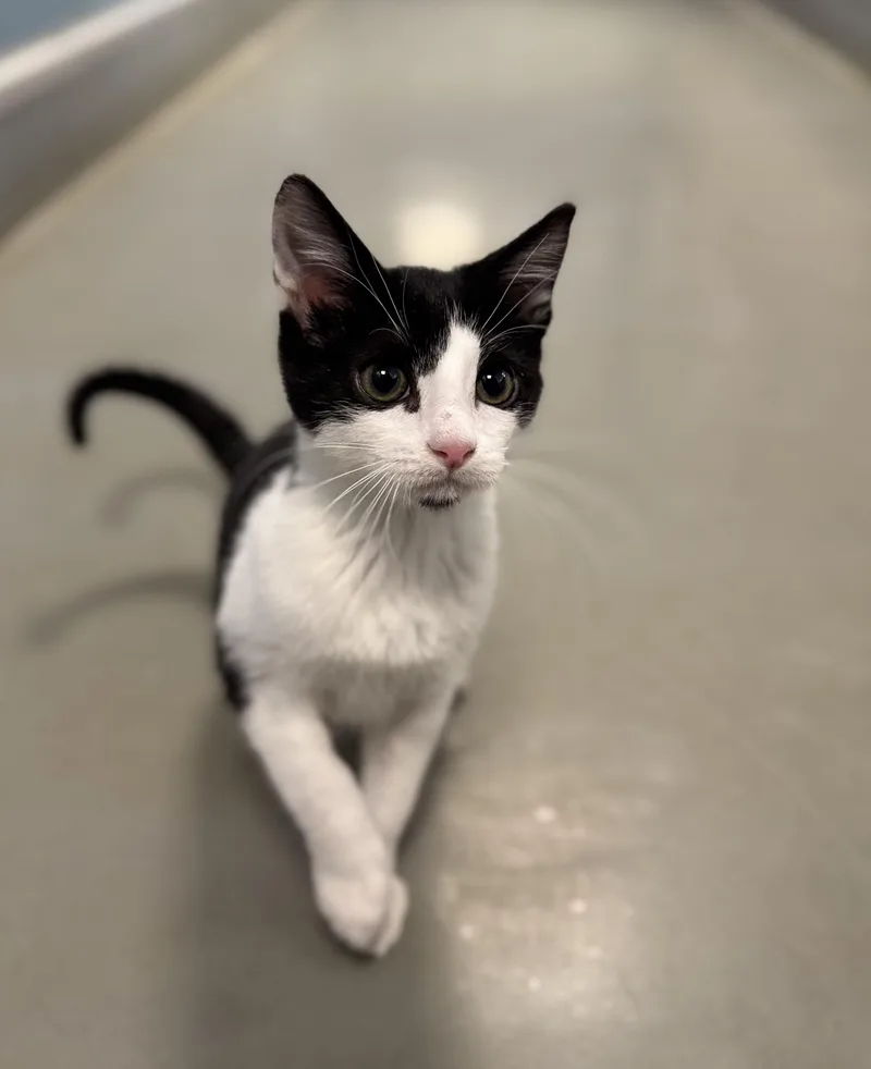 A young medium-sized female Domestic Short Hair cat named Tuft for adoption in Eagle, CO