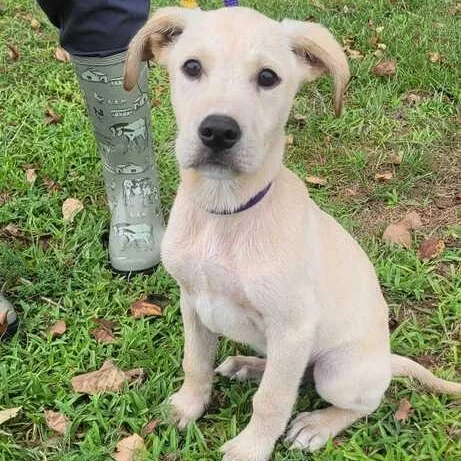 A baby medium-sized male Yellow / Tan / Blond / Fawn Labrador Retriever dog named Pickle for adoption in Valdosta, GA
