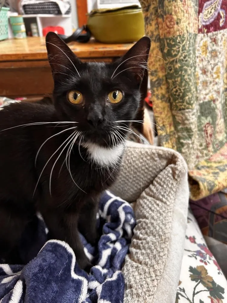 A baby small-sized female Black & White / Tuxedo Domestic Short Hair cat named Susie for adoption in Breinigsville, PA