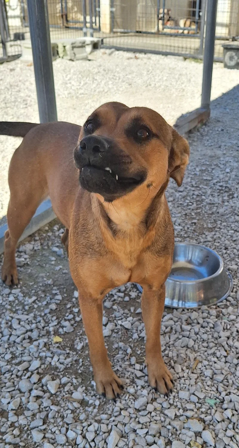 An adult medium-sized female Mixed Breed dog named Ronnahas underbite for adoption in Stanton, KY