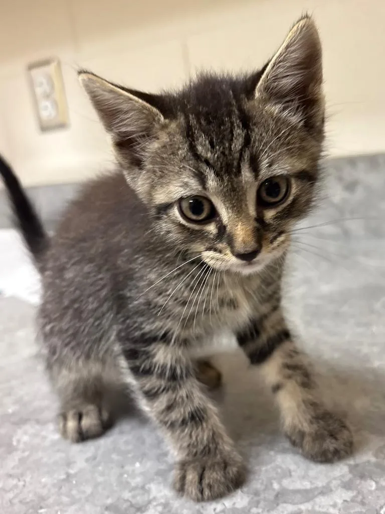 A baby medium-sized male Domestic Short Hair cat named Fudge for adoption in Greeneville, TN