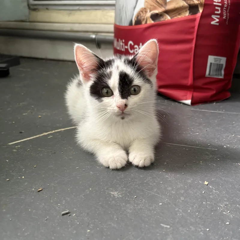 Betty White & Beau thumbnail 2