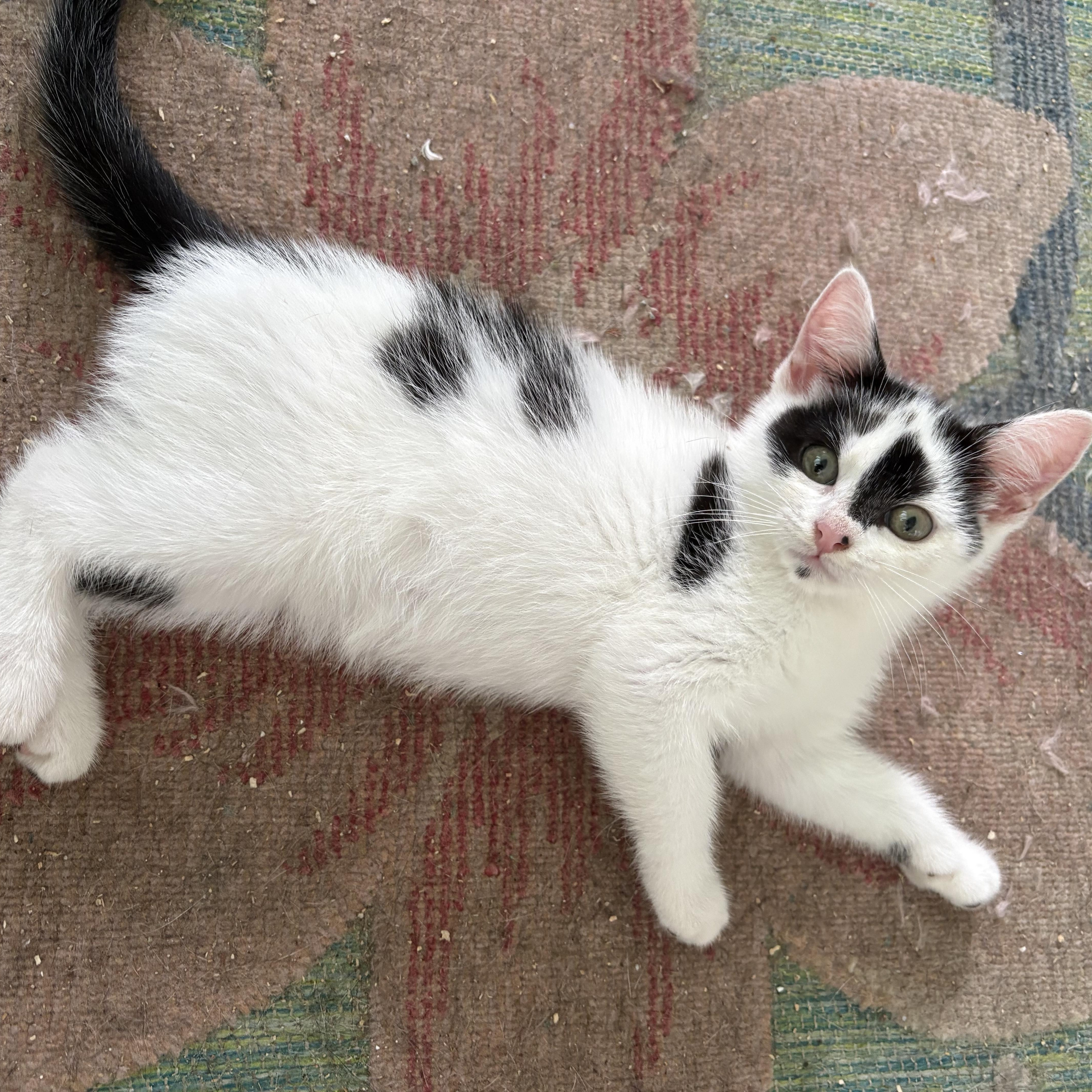 Betty White & Beau thumbnail 3