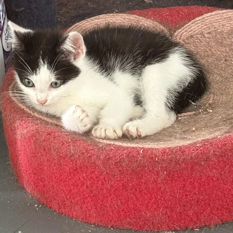 A baby medium-sized female Black & White / Tuxedo Domestic Short Hair cat named Betty White & Beau for adoption in Miami, FL