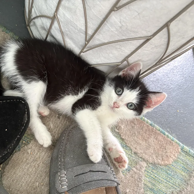 Betty White & Beau thumbnail 4