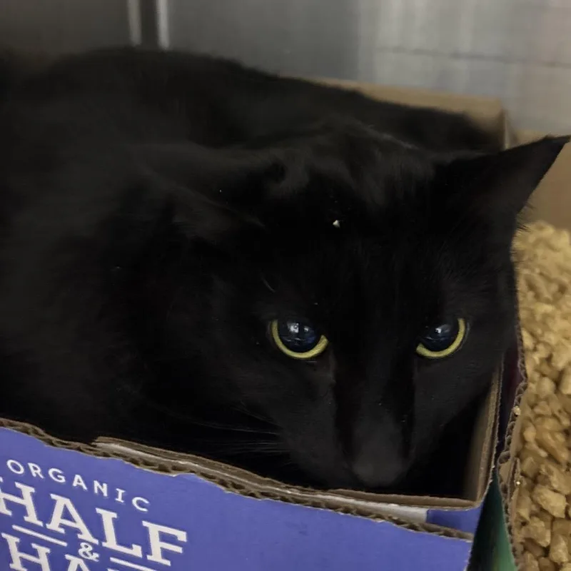 Cool Wind thumbnail 2