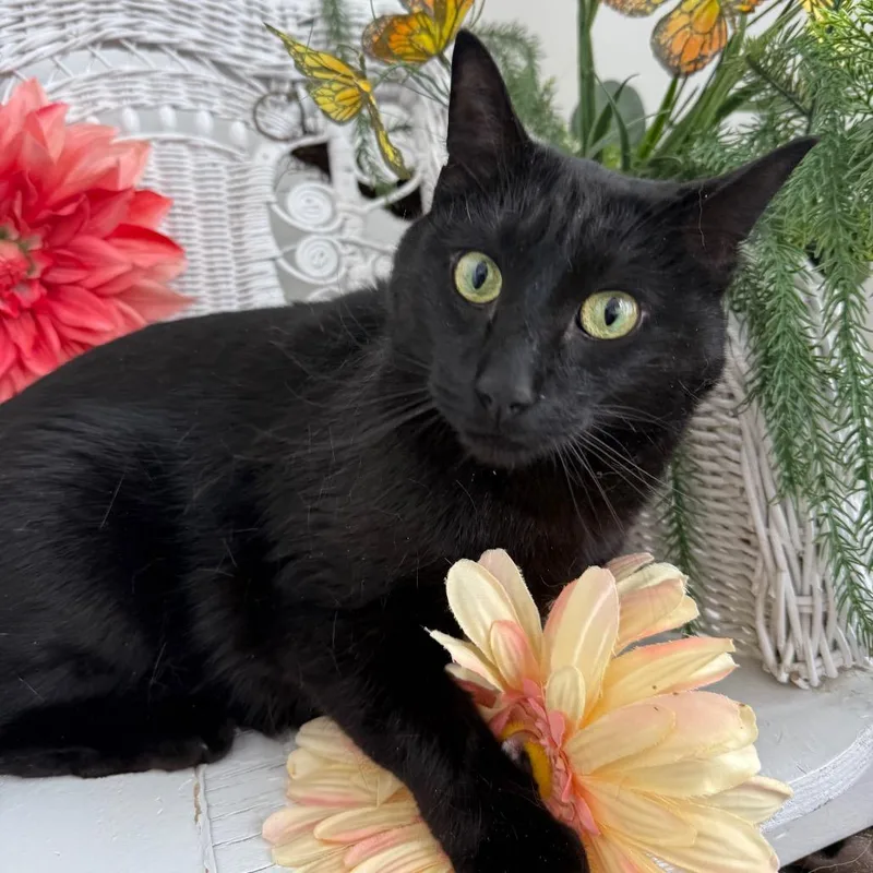 Cool Wind thumbnail 3