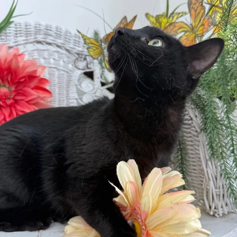 An adult large-sized male Black Domestic Short Hair cat named Cool Wind for adoption in Eaton Rapids, MI
