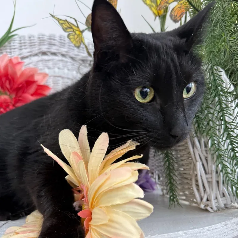 Cool Wind thumbnail 4