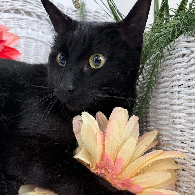 Cool Wind thumbnail 5