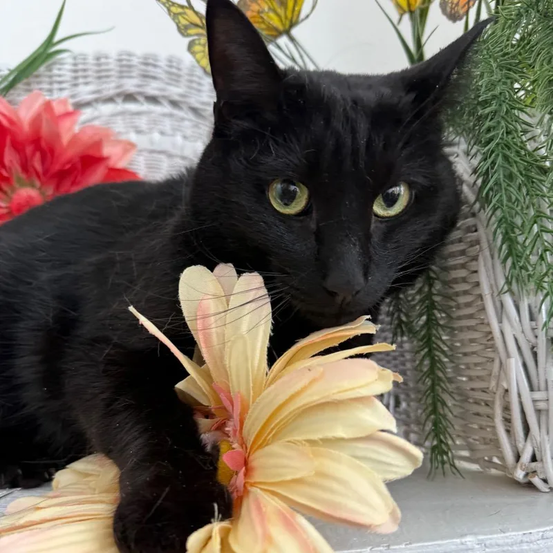 Cool Wind thumbnail 6