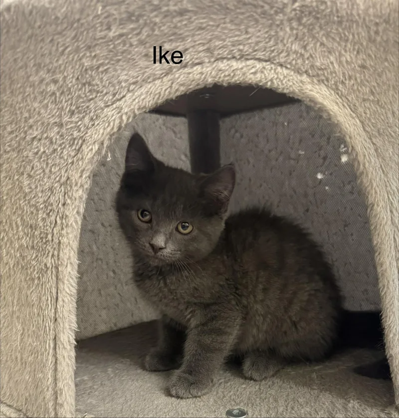 A baby medium-sized male Gray / Blue / Silver Domestic Short Hair cat named Ike for adoption in Ulster, PA