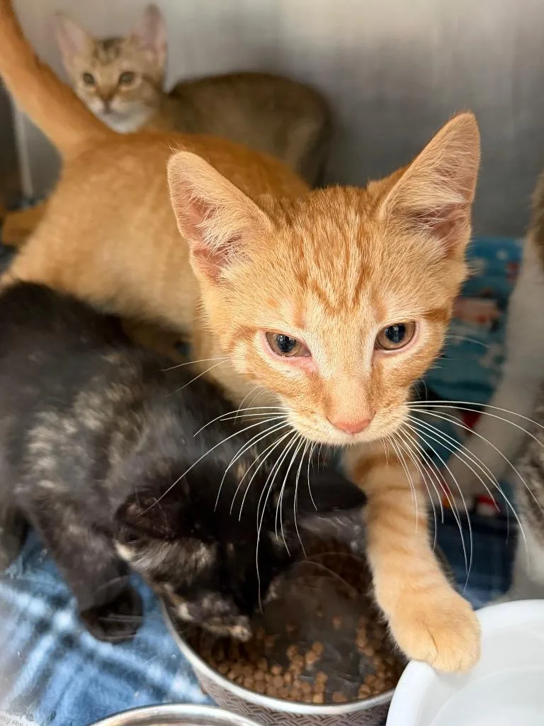 A baby medium-sized male Domestic Short Hair cat named Cub for adoption in Cincinnati, OH