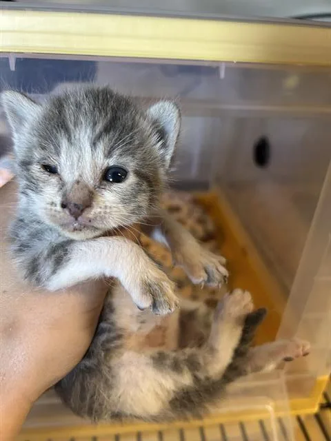 A baby small-sized male Domestic Medium Hair cat named A for adoption in Modesto, CA