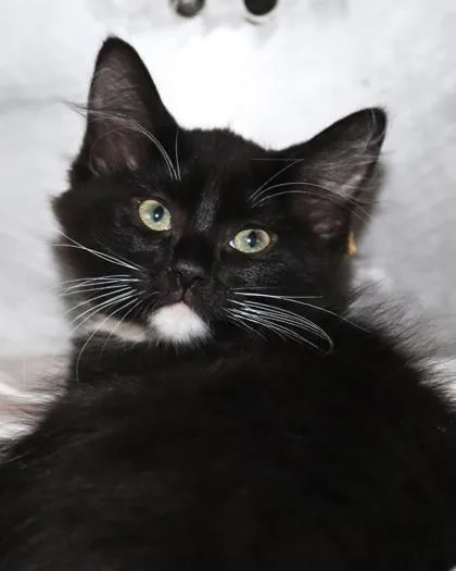 A baby small-sized female Domestic Short Hair cat named Oncilla for adoption in New Orleans, LA