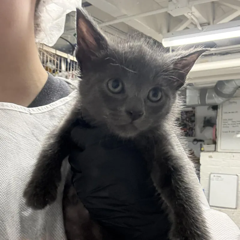 A baby small-sized male Domestic Short Hair cat named Vision for adoption in New York, NY