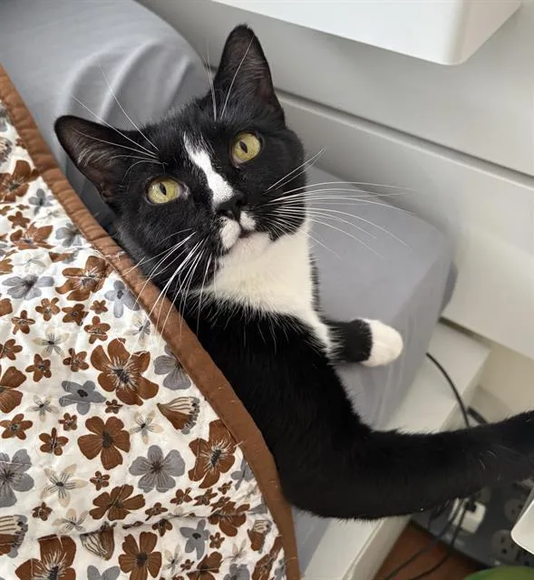 A young medium-sized female Domestic Short Hair cat named Nova for adoption in Haw River, NC