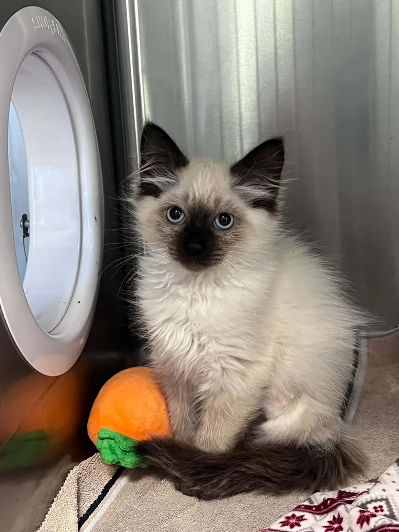 A baby medium-sized female Seal Point Domestic Medium Hair cat named Gina for adoption in Grants Pass, OR