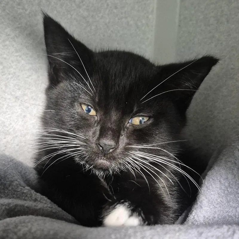 A baby small-sized female Black Domestic Short Hair cat named Cauldron for adoption in Newark, NJ